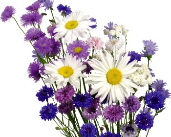 bouquet_of_daisies_on_white_background_1349072904