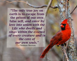 Cardinalis_cardinalis_male_07